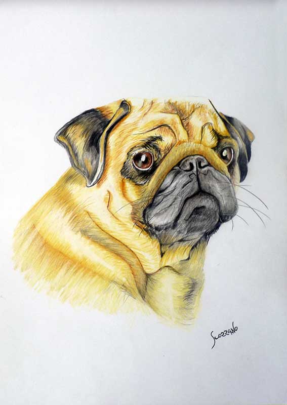 Chien Carlin beige