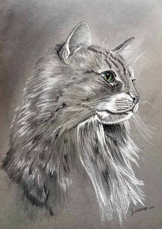 jolie chat gris
