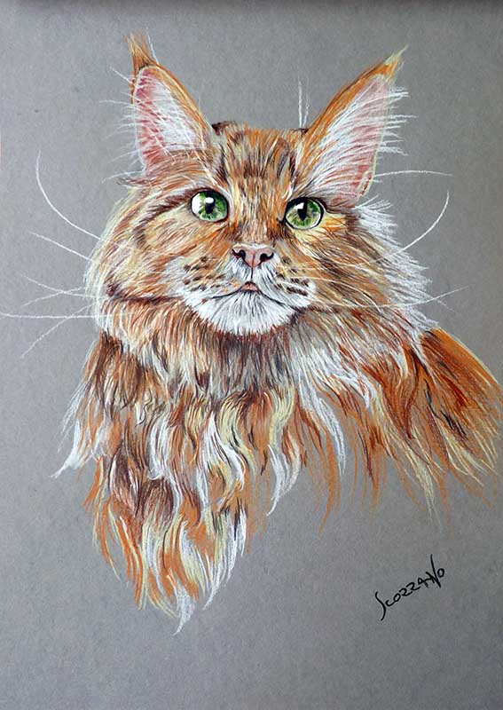 chat Maine coon roux