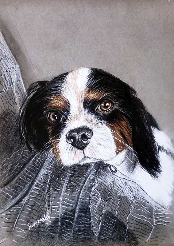 portrait du petit chien ethan