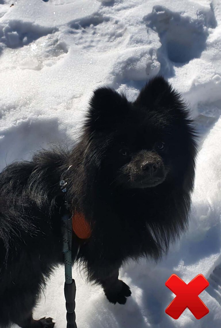 photo mauvais chien