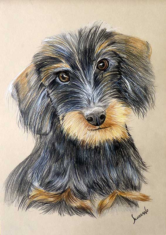 petit chien noir