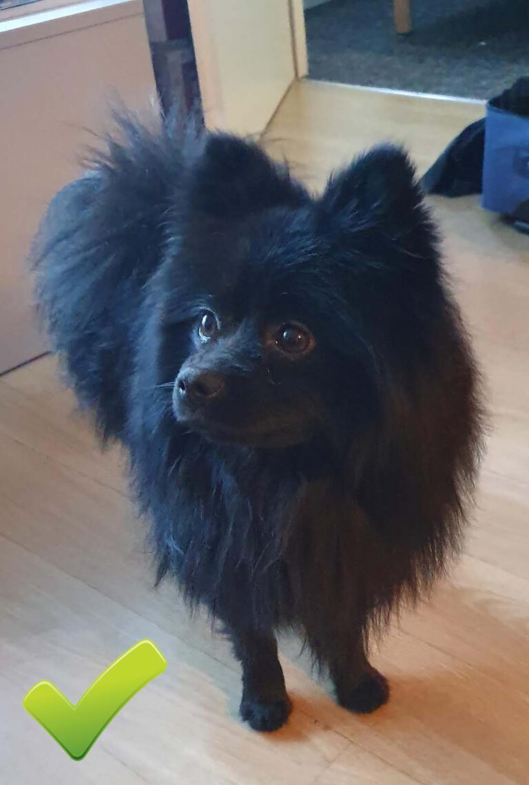 bonne photo chien