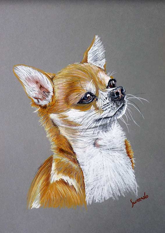 chihuahua