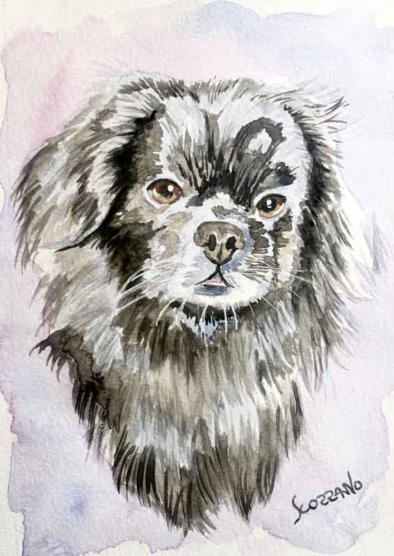Portrait a l'aquarelle du chien Comètte