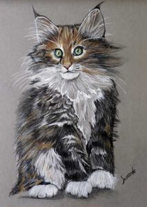 maine coon noirChat
