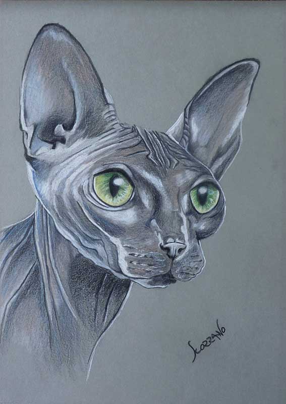 Chat sphynx