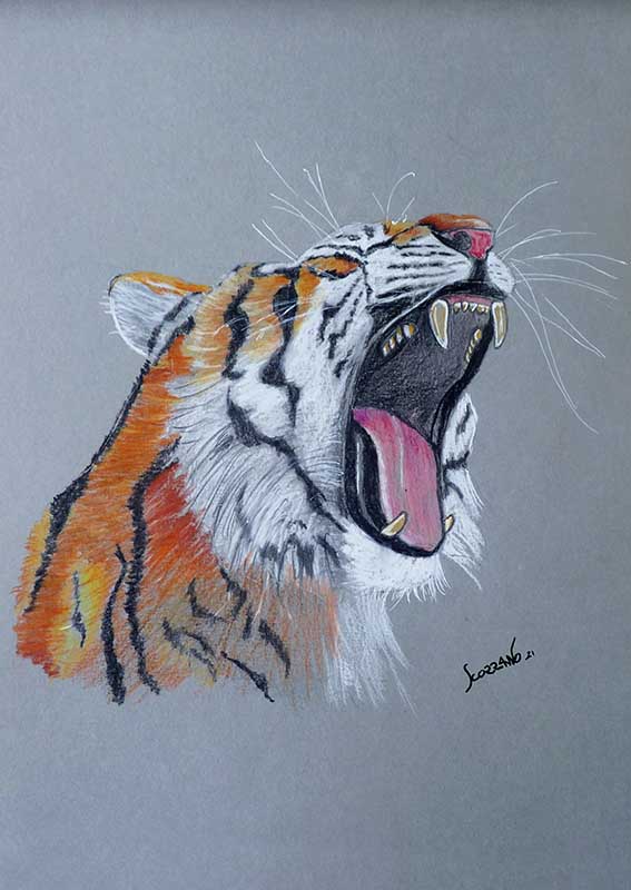 tigre en colère